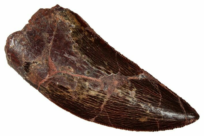 Serrated, Carcharodontosaurus Tooth - Real Dinosaur Tooth #341258